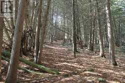 257 10TH LINE RD SOUTH DUMMER ROAD | Asphodel-Norwood Ontario | Slide Image Thirteen