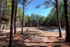 593 COUNTY 40 ROAD | Asphodel-Norwood Ontario | Slide Image Two