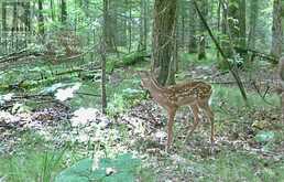 5192 HWY 620 | Coe Hill Ontario | Slide Image Twelve