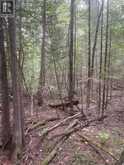 00 ADAMS-CUMMINGS ROAD | North Kawartha Ontario | Slide Image Eleven