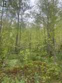 00 ADAMS-CUMMINGS ROAD | North Kawartha Ontario | Slide Image Eight