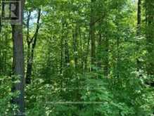 LOT 31 RIVER HEIGHTS ROAD | Marmora Ontario | Slide Image Three