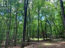 PT LT 66 NORTH DRIVE | Haliburton Ontario | Slide Image Three