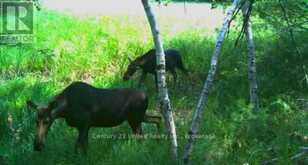 LT 9 N 1/2 LT 10 CON 13 | Kawartha Lakes Ontario | Slide Image Ten