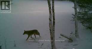 LT 9 N 1/2 LT 10 CON 13 | Kawartha Lakes Ontario | Slide Image Thirteen