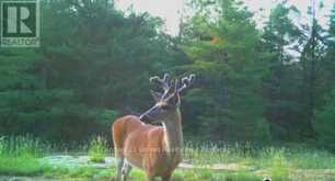 LT 9 N 1/2 LT 10 CON 13 | Kawartha Lakes Ontario | Slide Image Nine