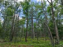 3 WAO KASSHABOG LAKE | North Kawartha Ontario | Slide Image Twenty-eight