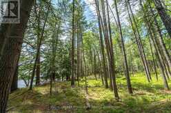 2 WAO KASSHABOG LAKE | North Kawartha Ontario | Slide Image Five