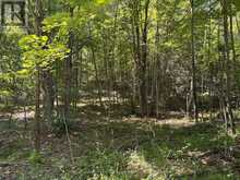 164 SUGAR BUSH ROAD | Coboconk Ontario | Slide Image Thirty