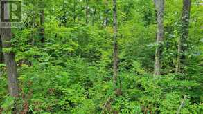 0 BLACK RIVER ROAD N | Tweed Ontario | Slide Image Six