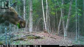 0 CRYSTAL LAKE ROAD | Kawartha Lakes Ontario | Slide Image Ten
