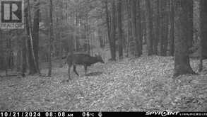 0 CRYSTAL LAKE ROAD | Kawartha Lakes Ontario | Slide Image Five