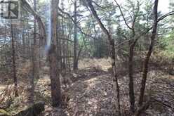 LOT 15 CONCESSION 9 | North Kawartha Ontario | Slide Image Twelve
