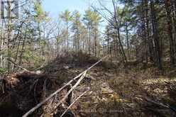 LOT 15 CONCESSION 9 | North Kawartha Ontario | Slide Image Fourteen