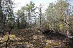 LOT 15 CONCESSION 9 | North Kawartha Ontario | Slide Image Fifteen