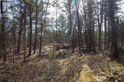 LOT 15 CONCESSION 9 | North Kawartha Ontario | Slide Image Two