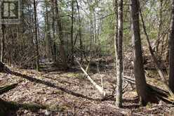 LOT 15 CONCESSION 9 | North Kawartha Ontario | Slide Image Eight