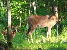3719 COUNTY RD 507 ROAD | North Kawartha Ontario | Slide Image Forty-nine