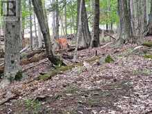 0 PARK STREET | Haliburton Ontario | Slide Image Five