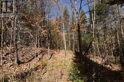 0 HIGHWAY 620 | Apsley Ontario | Slide Image Seven