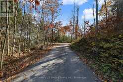 94 FIRE ROUTE 277 | North Kawartha Ontario | Slide Image Forty-two