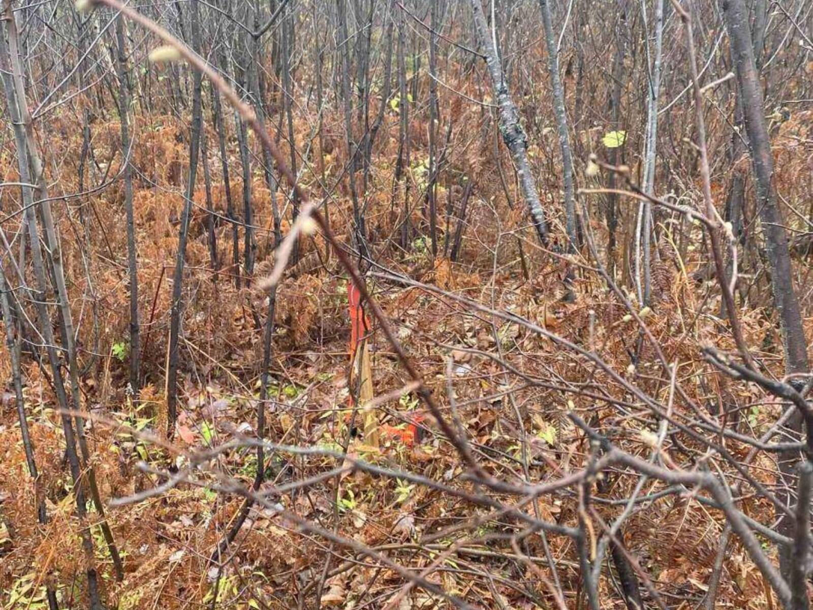 LT 1 CON 6 54R-6390 LOT 1 CON 6 MARTER TWP ROAD, Englehart, Ontario P0J 1H0