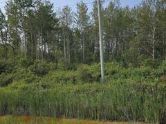 LOT 11 HIGHWAY 11 HIGHWAY S Englehart Ontario, P0J 1H0