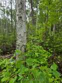 L33207 MINING CLAIM W | Kirkland Lake Ontario | Slide Image Nine