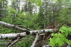 1831 HWY 71|Sabaskong Bay, Lake of the Woods | Nestor Falls Ontario | Slide Image Thirty-one