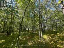 PTS 1,5,6 DORION ISLAND LAKE OF THE WOODS | Kenora Ontario | Slide Image Thirty