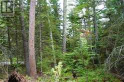 0 DUBOIS ROAD | Sioux Narrows-Nestor Falls Ontario | Slide Image Twenty-four