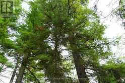 0 DUBOIS ROAD | Sioux Narrows-Nestor Falls Ontario | Slide Image Three