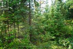 LOT 2 GUNN LAKE ROAD | Kenora Ontario | Slide Image Forty