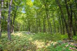 WADDLE CREEK ROAD | Lanark Highlands Ontario | Slide Image Seventeen