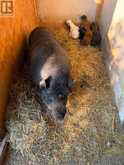 21237 CONCESSION 6 ROAD N | South Glengarry Ontario | Slide Image Forty-one