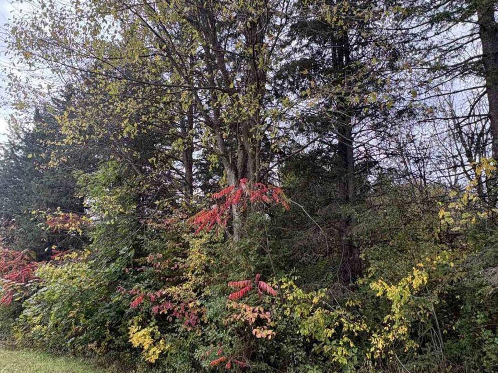 N/A GLEN ROY Road, South Glengarry, Ontario K0C 1L0